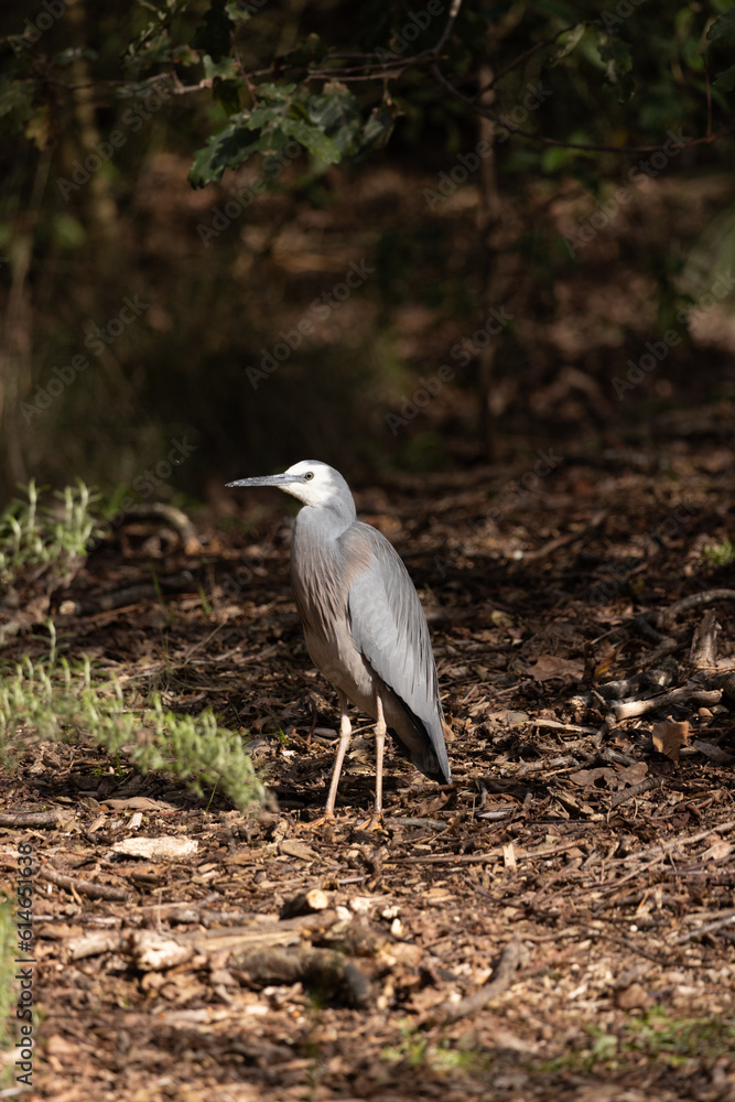 white-faced heron (Egretta novaehollandiae) white-faced heron (Egretta novaehollandiae)