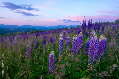 Flowering lupines on a mountain meadow during sunrise