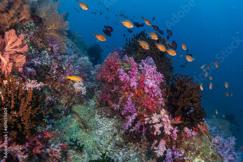 Fototapeta Naklejka Na Ścianę i Meble -  Coral Reef Andaman soft coral Thailand 