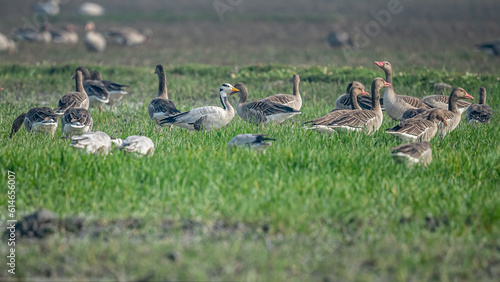 Vászonkép A bar headed goose