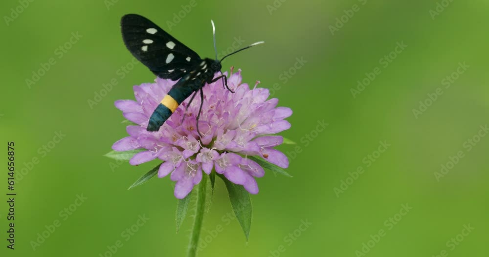 The nine-spotted moth or yellow belted burnet (Amata phegea, formerly Syntomis phegea) The nine-spotted moth or yellow belted burnet (Amata phegea, formerly Syntomis phegea)