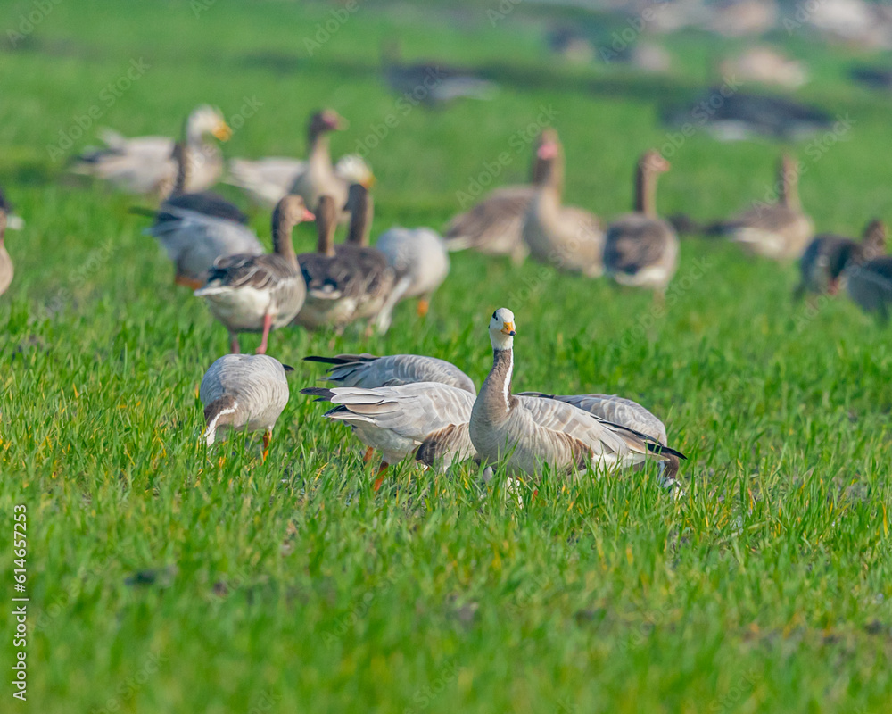 Fototapeta premium A bar headed goose