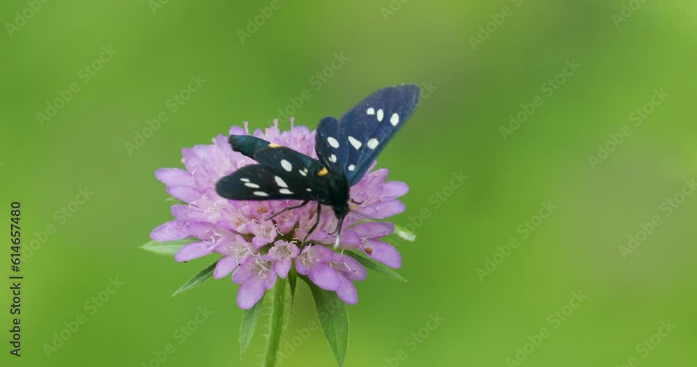 The nine-spotted moth or yellow belted burnet (Amata phegea, formerly Syntomis phegea) The nine-spotted moth or yellow belted burnet (Amata phegea, formerly Syntomis phegea)