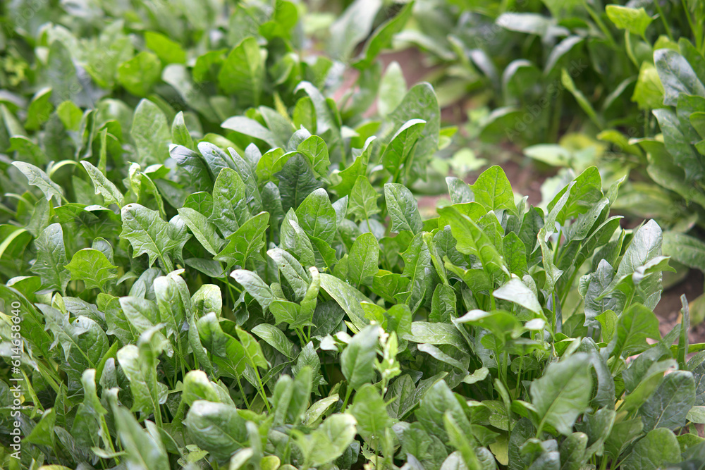 Spinach growing well in the vegetable field Spinach growing well in the vegetable field
