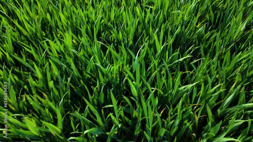 Growing green wheat field blowing and waving in strong wind. Work in agronomic farm for business and production organic food Growing green wheat field blowing and waving in strong wind. Work in agronomic farm for business and production organic food