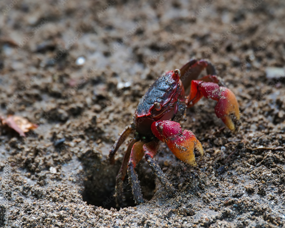 Red Claw Crab near the beach in the dark soil digging its hole, Mahe Seychelles