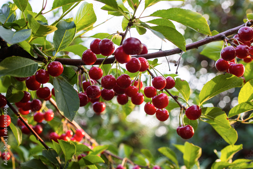 Ripe sour cherry trees orchard fields Ripe sour cherry trees orchard fields