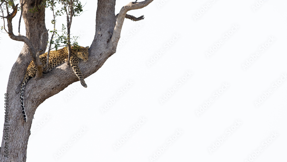 Fototapeta premium leopard resting in a tree