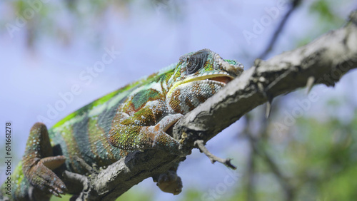 Portrait of chameleon lies on branch licks it and looks around on sunny day on blue sky background. Panther chameleon (Furcifer pardalis)