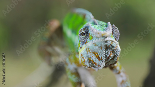 Green chameleon walks along branch and looksat around on bright sunny day on the green trees background. Panther chameleon (Furcifer pardalis). Front side