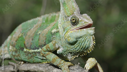 Close-up of disgruntled elderly chameleon walking along thorny branch of tree opening its mouth and looks at camera. Veiled chameleon  Yemen chameleon or Cone-head chameleon  Chamaeleo calyptratus 