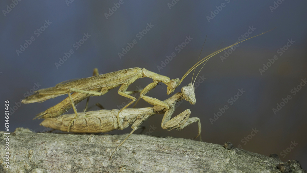 Clode-up of couple of praying mantis mating on tree branch. The mating ...