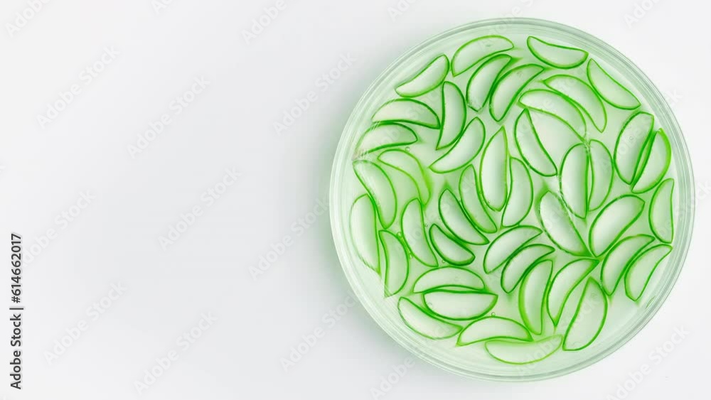 Aloe vera sliced leaf. Herb for treatment and skincare for beauty and spa. Dermatology science cosmetic laboratory. 4K ProRes Aloe vera sliced leaf. Herb for treatment and skincare for beauty and spa. Dermatology science cosmetic laboratory. 4K ProRes
