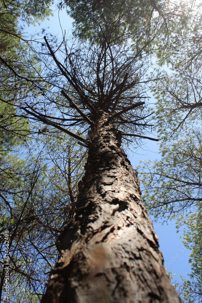 Albero sradicato dalla furia del vento Albero sradicato dalla furia del vento