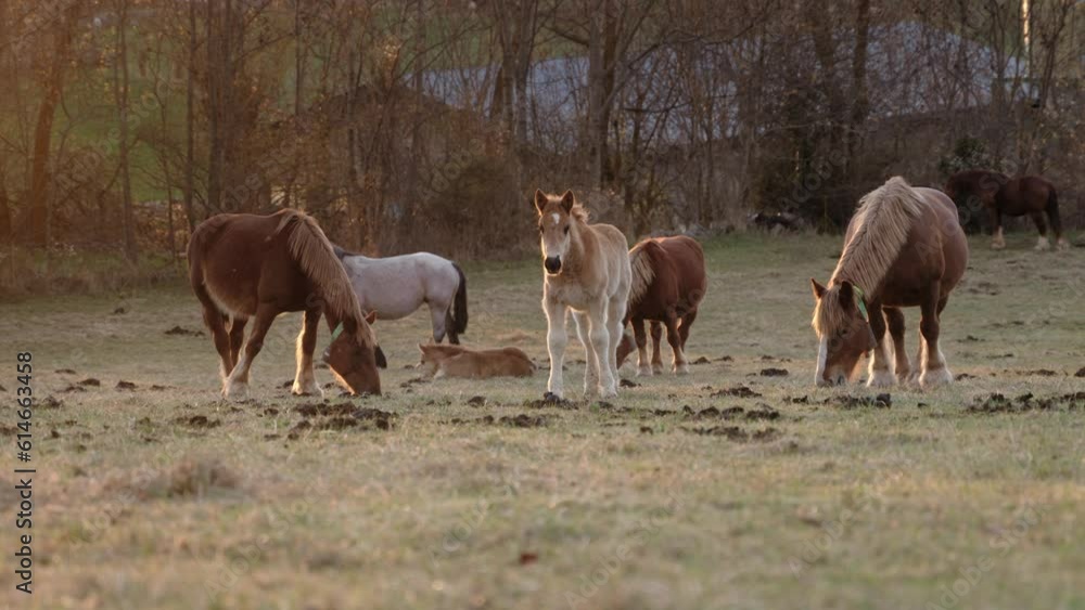 Rural landscape with herd of horses grazing on pasture at sunset - Baby foal next to mare Rural landscape with herd of horses grazing on pasture at sunset - Baby foal next to mare