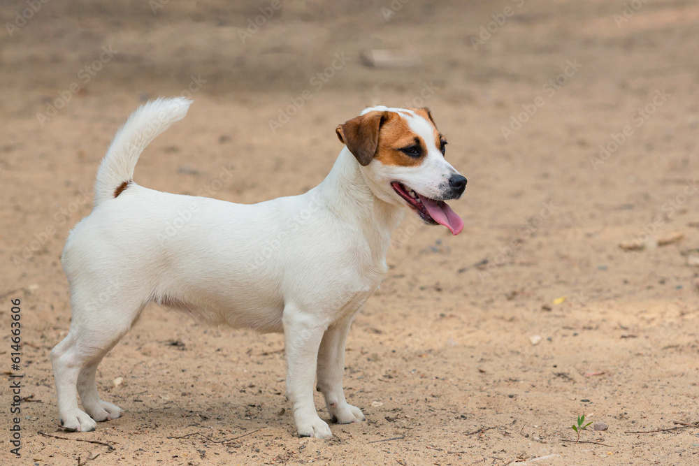 Jack Russell Terrier playing in the sand