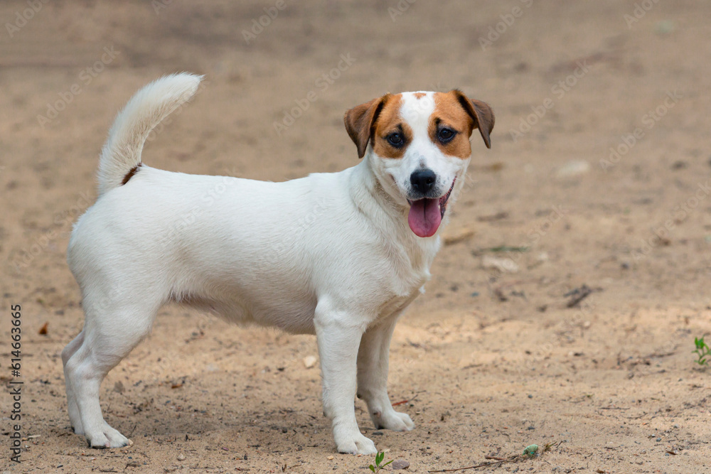 Jack Russell Terrier - a breed of hunting dogs, Close-up On a sandy background