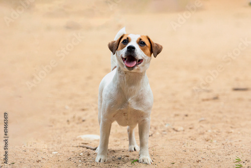 Jack Russell Terrier - a breed of hunting dogs  Close-up On a sandy background