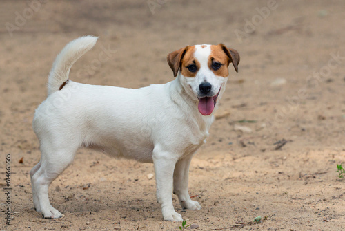 Jack Russell Terrier - a breed of hunting dogs, Close-up On a sandy background © Andrey