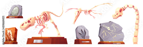 Cartoon set of dinosaur skeletons and fossil stones with prehistoric animal imprints isolated on white backgroun. Vector illustration of archeology museum exhibits on stands, ancient rocks, dino bones