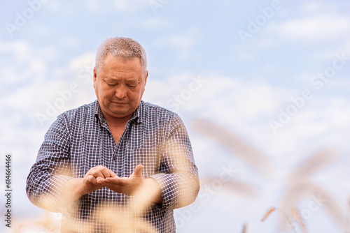Man examining wheat grains in farm photo