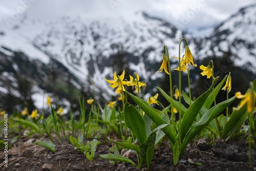 Glacier Lilies close up. Snow covered mountains and dramatic sky. North Cascades National Park. Washington State. United States of America