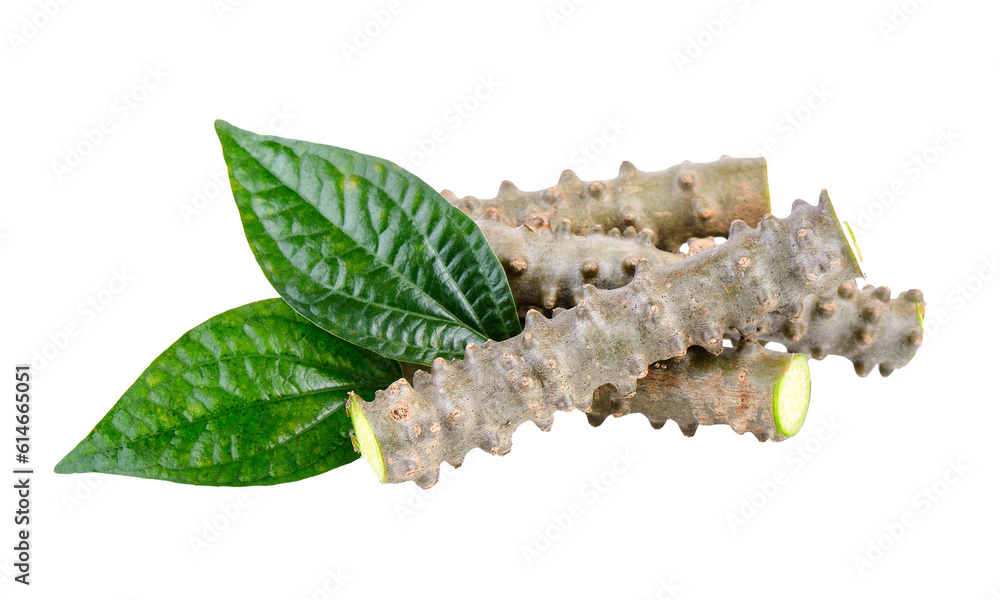 Naklejka premium Tinospora crispa on transparent png
