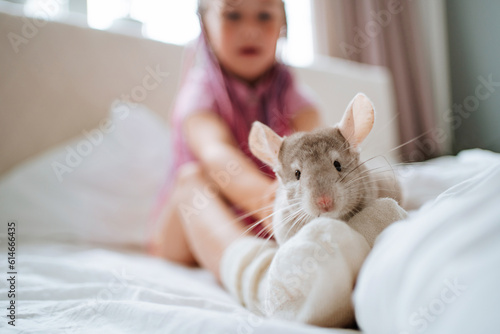 Girl playing with chinchilla on bed photo