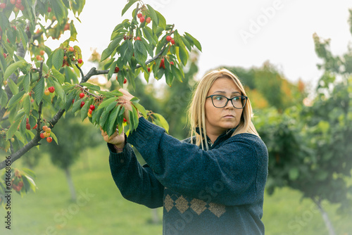 Portrait young woman gardener picking sweet cherry from tree. Girl farmer. Harvesting of fruits and berries.Woman working in a cherry orchard