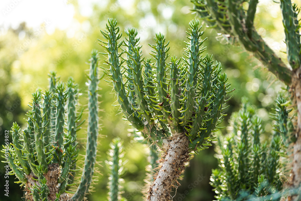 a beautiful texture of a cactus plant for wallpaper a beautiful texture of a cactus plant for wallpaper