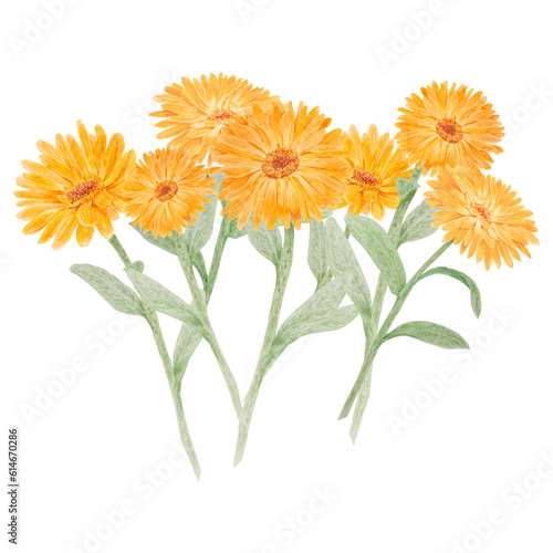 Boquet of orange calendula officinalis watercolor hand drawn illustrations. Botanical elements for labels  eco goods  textiles  natural herbal medicine  healthy tea  cosmetics and homeopatic remedies.