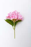 Pink flower hydrangea on white background. Clipping path inside.