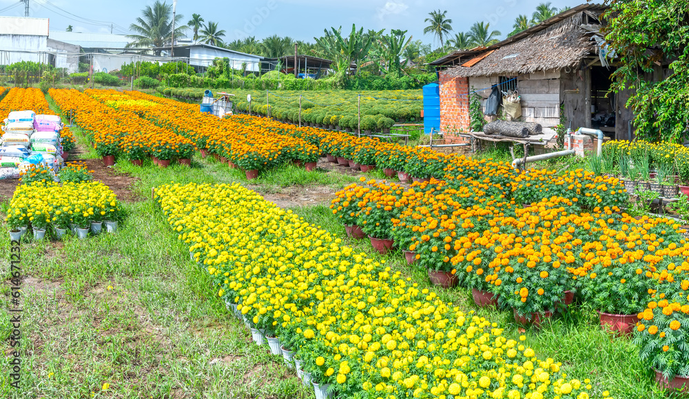 Garden of Marigold, preparing to harvest in Cho Lach, Ben Tre, Vietnam. They are hydroponic planted in gardens around farmers' houses along Mekong Delta for sale during Lunar New Year