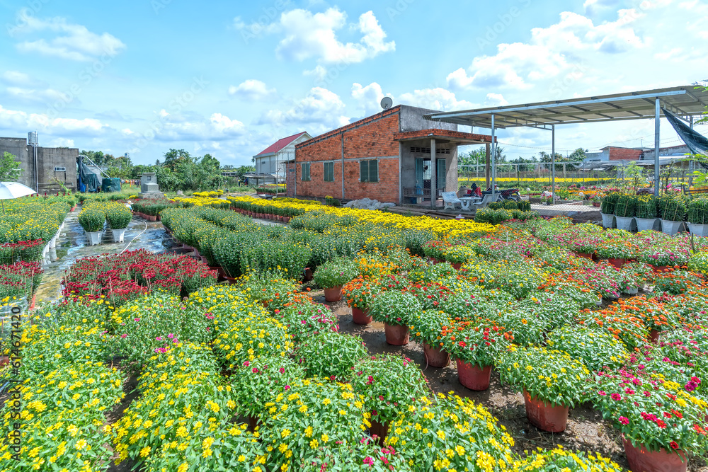Φωτογραφία Garden of Yellow Daisies, preparing to harvest in Cho Lach, Ben Tre, Vietnam