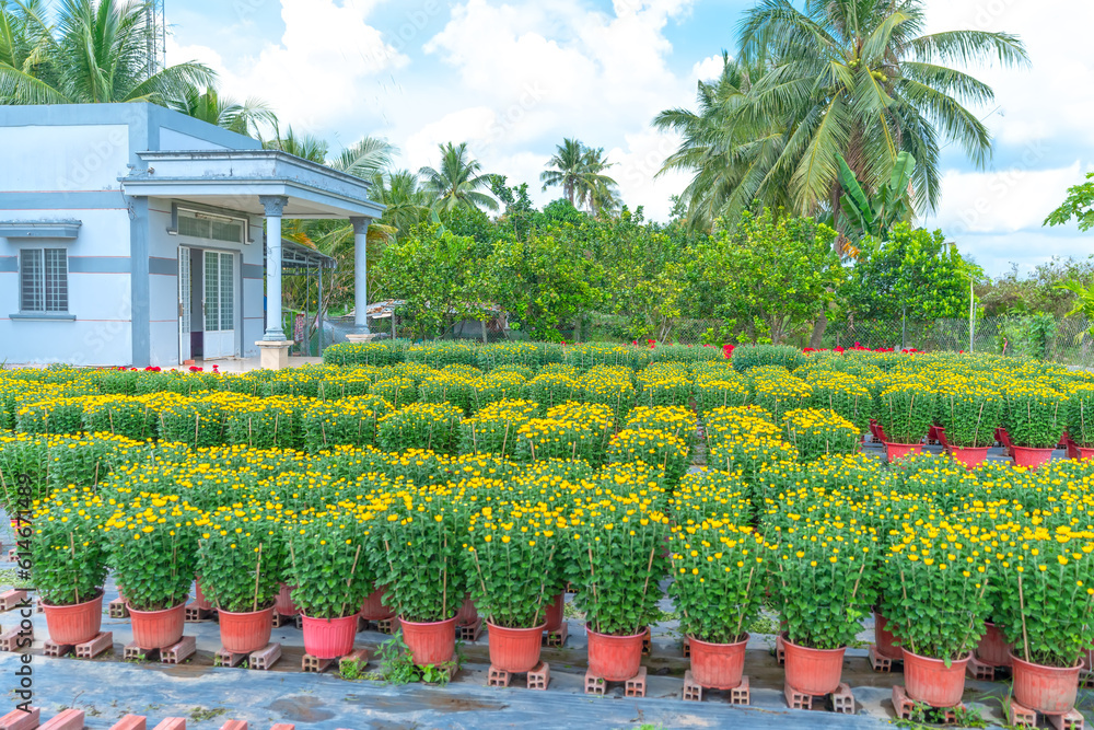 Garden of Yellow Daisies, preparing to harvest in Cho Lach, Ben Tre, Vietnam. They are hydroponic planted in gardens around farmers' houses along Mekong Delta for sale during Lunar New Year Garden of Yellow Daisies, preparing to harvest in Cho Lach, Ben Tre, Vietnam. They are hydroponic planted in gardens around farmers' houses along Mekong Delta for sale during Lunar New Year