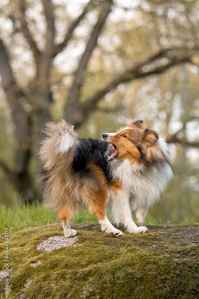 Sheltie dog in a beautiful forest landscape - a captivating image capturing the elegance of the breed amidst nature's beauty. Sheltie dog in a beautiful forest landscape - a captivating image capturing the elegance of the breed amidst nature's beauty.