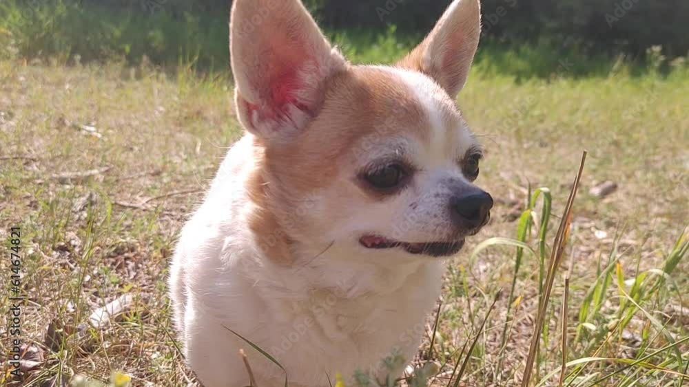 dog breed chihuahua in nature in the summer in the bright sun. dog breed chihuahua in nature in the summer in the bright sun.