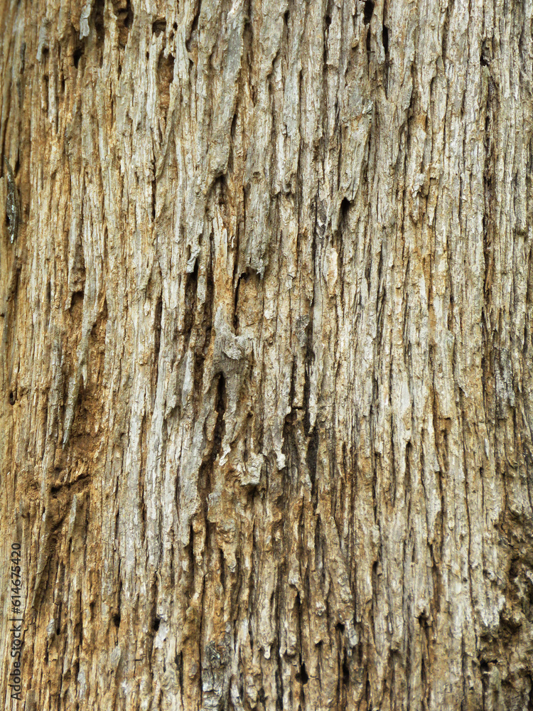Surface texture of the Teak tree. Bark of a tree. Teak tree bark texture. Tree bark texture background. Surface texture of the Teak tree. Bark of a tree. Teak tree bark texture. Tree bark texture background.