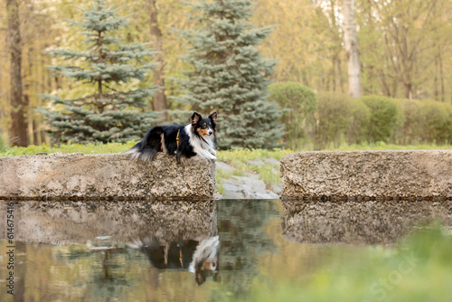 Sheltie dog in a stunning park near a serene water body, with a mesmerizing reflection in the water - a captivating stock photo showcasing the graceful beauty of the breed amidst the peaceful surround © OlgaOvcharenko