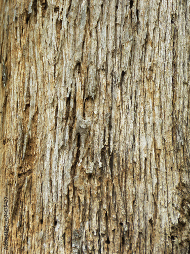 Surface texture of the Teak tree. Bark of a tree. Teak tree bark texture. Tree bark texture background.