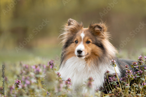 Sheltie dog surrounded by blooming heather flowers - a captivating portrait capturing the beauty of the dog amidst a soft, dreamy background.