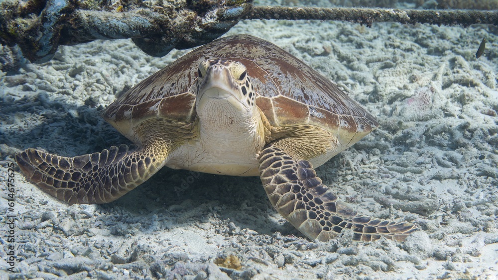 Obraz premium Sea Turtle