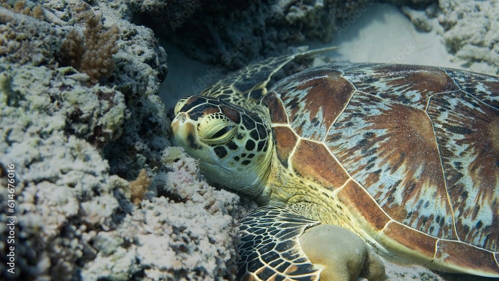 Fototapeta premium Sea Turtle sleeping