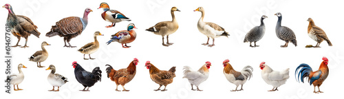 Set of domestic poultry isolated on the transparent background PNG. AI generative.