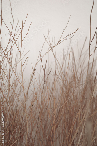 Dried brown or bridge branches on warm tone