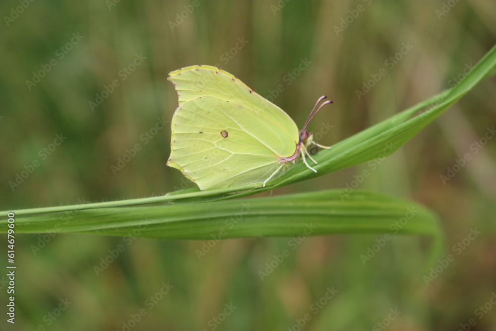 Citron (papillon) dans le massif de la Serre (Jura) Citron (papillon) dans le massif de la Serre (Jura)