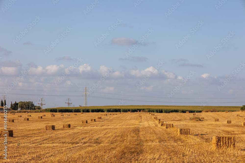 View of hay bales at sunset in summer. View of hay stacks. Agriculture. Field after harvest with hay stacks. Landscape with farm land, straw and meadow. Grain crop, harvesting yellow wheat. View of hay bales at sunset in summer. View of hay stacks. Agriculture. Field after harvest with hay stacks. Landscape with farm land, straw and meadow. Grain crop, harvesting yellow wheat.