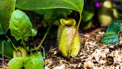 Nepenthes are insectivorous plants. Nepenthes plant in the Gardens. Pitcher plant (nepenthes bicalcarata), Pitcher family (nepenthaceae) photo