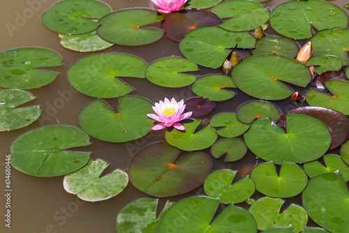 Decorative pond with pink water lilies