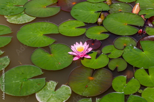 Decorative pond with pink water lilies